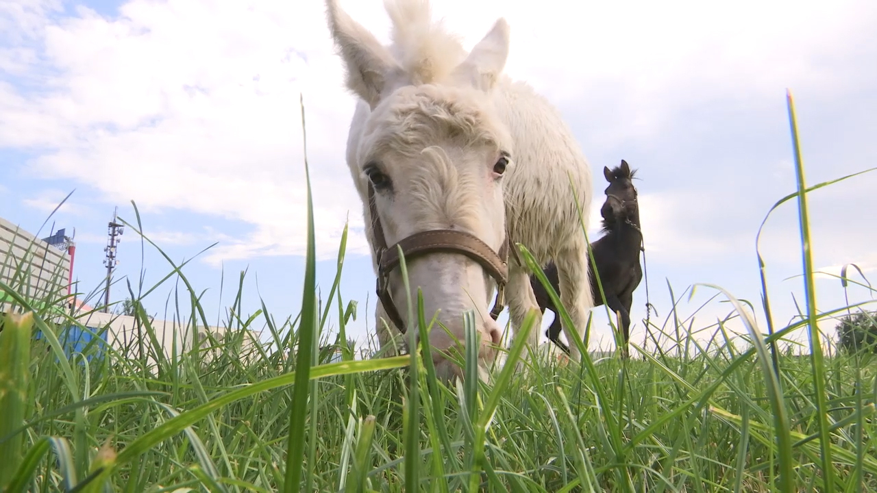 MEgional heute mit dem Blick hinter die Zirkus-Kulissen MEgional heute mit dem Blick hinter die Zirkus-Kulissen