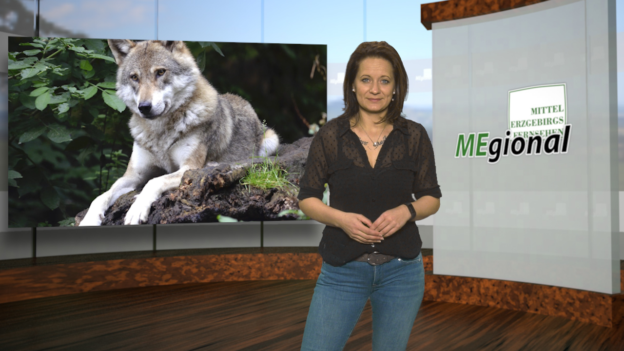 MEgional am 18. April 2019 im Gespräch mit der erzgebirgischen Wolfsbeauftragten MEgional am 18. April 2019 im Gespräch mit der erzgebirgischen Wolfsbeauftragten